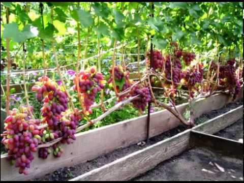 Сорт клубники талисман фото и описание Сорт клубники талисман фото и описание