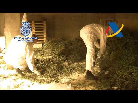 La Policía Nacional y la Agencia Tributaria se incautan de cerca de 7.500 plantas de marihuana