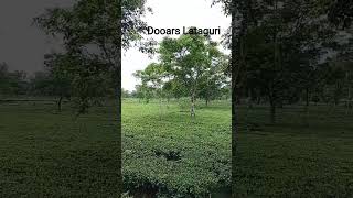 Lataguri Tourist Places Dooars Tourist Attractions Dooars Offbeat Tourist Spots