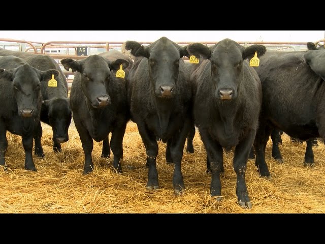 Watch Show-Me Select Heifer Program (MU Extension) on YouTube.