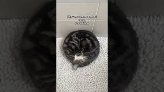 They Like Nah I Just Seen The Perfect Circle Prvnci