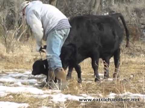 Tagging Calves Low Stress Part 2: Stockmanship & Cattle Handling