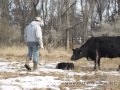 Tagging Calves Low Stress Part 2: Stockmanship & Cattle Handling