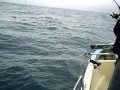 陸奥湾 平館 真鯛 オーツースナッパーズ タモ網が・・・