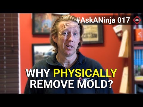 Why You Should Always Physically Remove Mold | Crawl Space Mold Remediation | Mold Removal