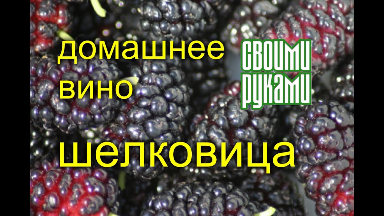 Как сделать вино из тутовника в домашних условиях Как сделать вино из тутовника в домашних условиях
