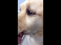 Tooth Root Abscess in a Dog with Doc Pawsitive