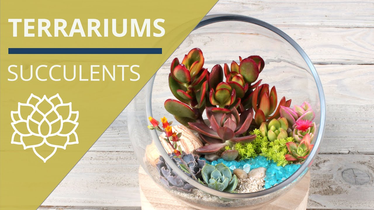 DIY Succulent Terrariums -- Plants & Care Tips