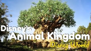 DISNEY'S ANIMAL KINGDOM, QUÉ HACER Y VER︱Disney World Parte 5 de 5 ︱ De Viaje con Armando