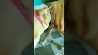 Annie The Pitbull