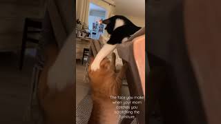 Cat Scratching Furniture