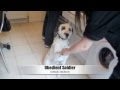 Rambo - The Warrior Dog