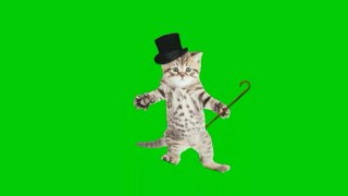 Green screen cat dancing. Green screen cute cat #2. Incredible effect that MUST 