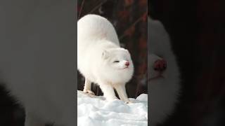 Watch This Adorable Arctic Fox Morning Stretch!