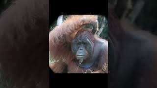 Male Orangutan Sitting Around.
