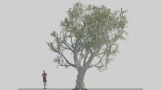 Tree3 Anim0001 0250