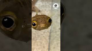 Pufferfish The Deadly Inflating Toxin