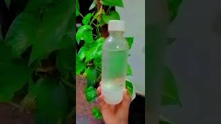 Watermelon Mojito
