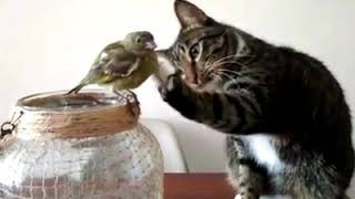 Funny animals..😁😁