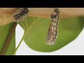 Caterpillar To Erfly Caterpillar To Erfly