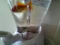Will It Blend? - Goldfish (Still Alive)