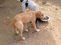 Lisa: DUO-Ibiza Tierhilfe Tierschutz Tierheim Hund