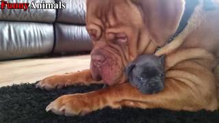 Funny Big Dog Meeting and Playing Little Puppy Compilation 2017 Funny Big Dog Meeting and Playing Little Puppy Compilation 2017