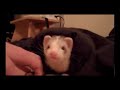 baby ferret paw action