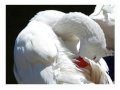 Sinfonía en Blanco Sinfonía en Blanco