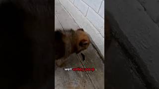 Why Do Dogs Eat Poop?