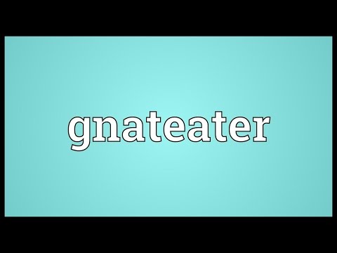 Header of gnateater