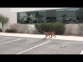 Dog Training - Teaching your dog remote boundaries