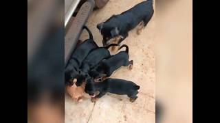 Jagdterrier