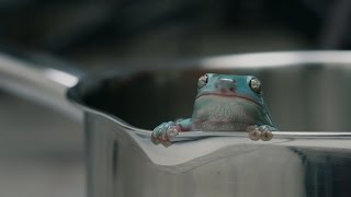 Boiling Frog Syndrome