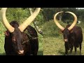 Giant African Ankore Bulls😲 very Unique 💕