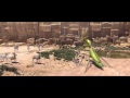 Khumba Official 2013 Director Anthony Silverston Jake T Austin Liam ...