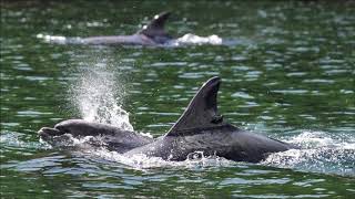 Adopt a dolphin update March 2020
