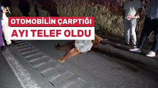 Gümüşhanede Otomobilin Çarptığı Ayı Telef Oldu