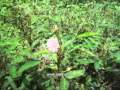 Herbal Medicine - Mimosa pudica - Natural Remedy for Diabetes