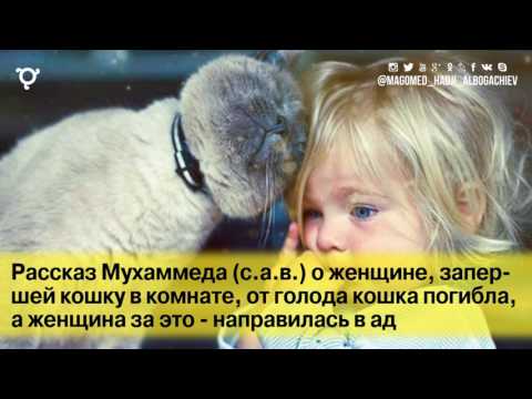 Почему собака в исламе запрещена Почему собака в исламе запрещена