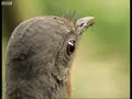 liarbird