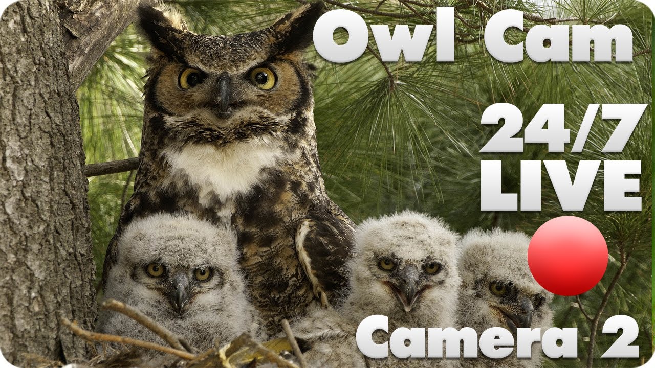 great horned owl live cam 2 youtube great horned owl live cam 2 youtube