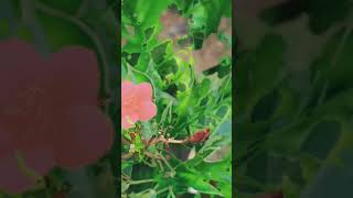 Plant Edit