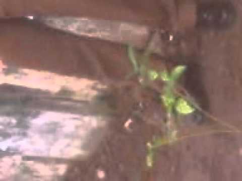 nanayam aug15