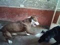 Pelea sangrienta entre un pitbull y un rottweider - youtube