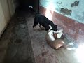 pelea sangrienta entre un Pitbull y un Rottweider