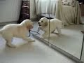 Puppy attacks mirror