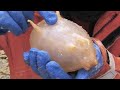25 Most Bizarre Animals Ever