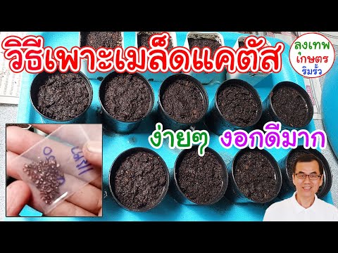 วิธีเพาะเมล็ดแคคตัสอย่างละเอียด เพาะง่าย งอกดีมาก ไม่ยุ่งยาก สำหรับมือใหม่ : ลุงเทพเกษตรริมรั้ว
