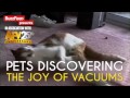 Pets Discovering The Joy Of Vacuums